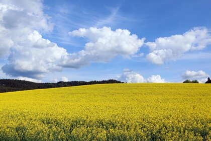 Ett stort fält med gula blommor under en blå himmel med vita moln och skog i bakgrunden.
