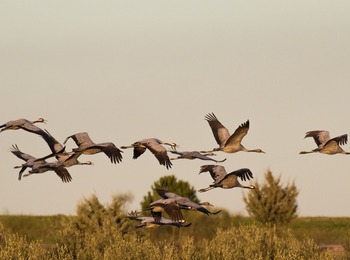 En flock tranor flyger över ett fält med buskar och träd i bakgrunden under en ljus himmel.