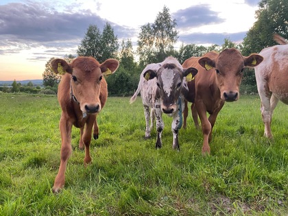 Tre kalvar går på en grön äng med träd och blå himmel i bakgrunden.
