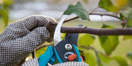 Närbild av händer med trädgårdshandskar som beskär en gren med sekatör.