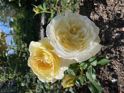 Två stora, ljusgula rosor blommar i en trädgård med gröna blad och jord runtom.
