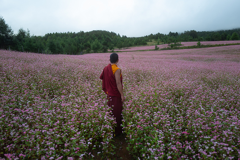 En munk i röd och orange klädsel står i ett stort fält av rosa blommor med skog i bakgrunden.