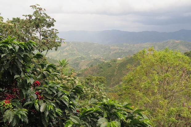 Utsikt över gröna berg med kaffebuskar i förgrunden och röda kaffebär.