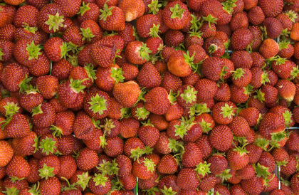 Ett stort antal färska jordgubbar med gröna blad ligger tätt tillsammans.