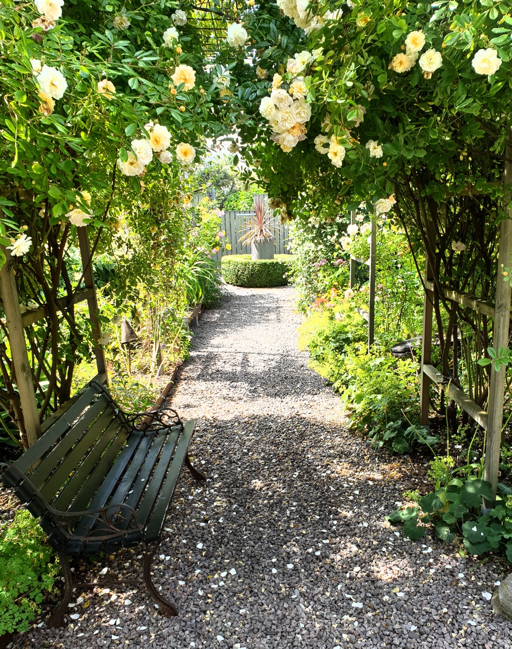 En grusgång i en blomstrande trädgård med en bänk under en rosbåge.