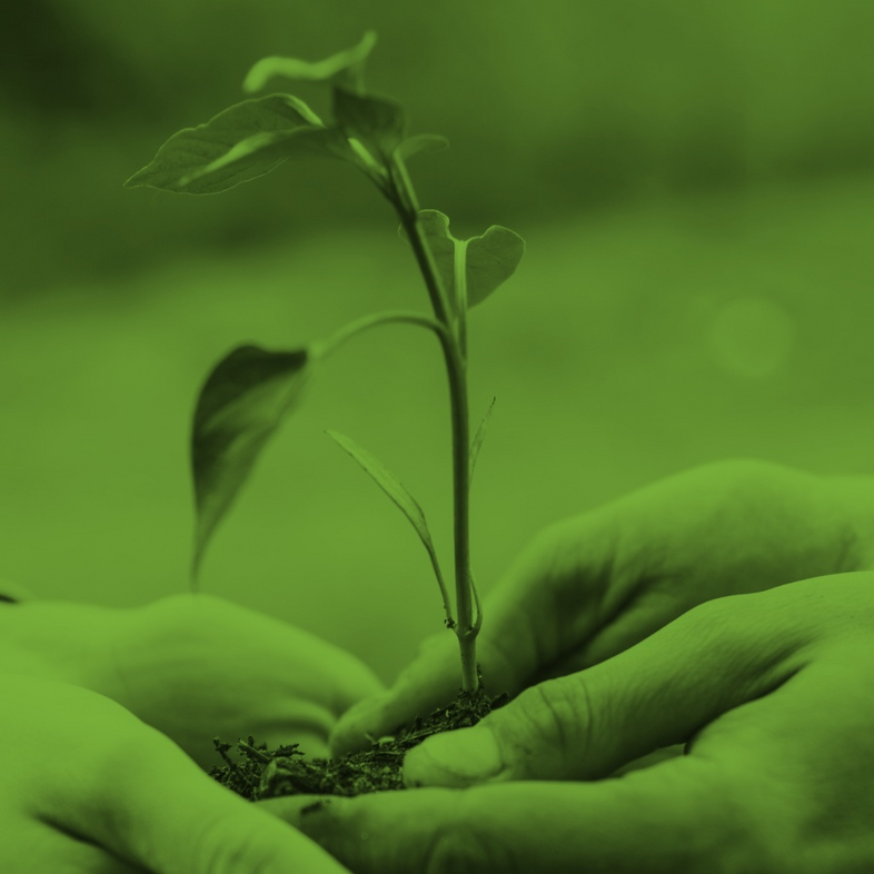 Två händer håller en liten planta med jord, bakgrunden är suddig och bilden har grön ton.