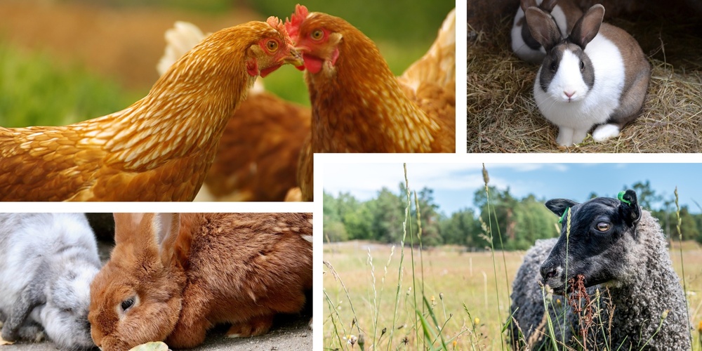 Flera lantbruksdjur, inklusive höns, kaniner och ett får, i olika utomhusmiljöer.
