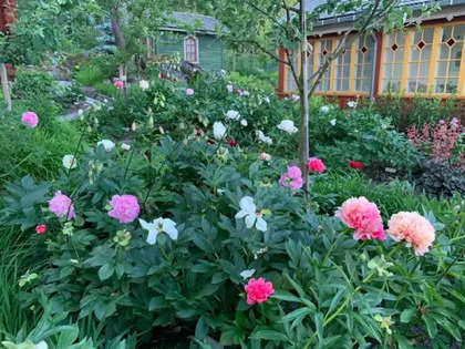 En blomstrande trädgård med rosa, vita och röda pioner framför ett hus med stora fönster.