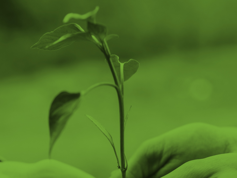 Två händer håller en liten planta med jord, bakgrunden är suddig och bilden har grön ton.