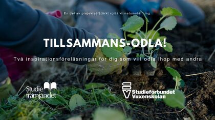 Person med handskar planterar grönsaksplantor i jord, text om inspirationsföreläsningar om odling tillsammans.