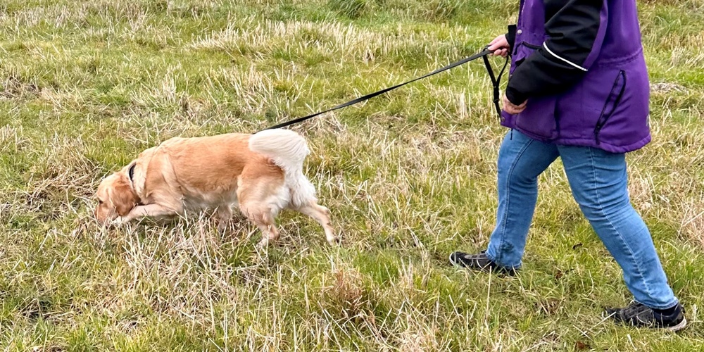 En person i lila jacka och grå mössa går med en hund i koppel på en gräsäng.