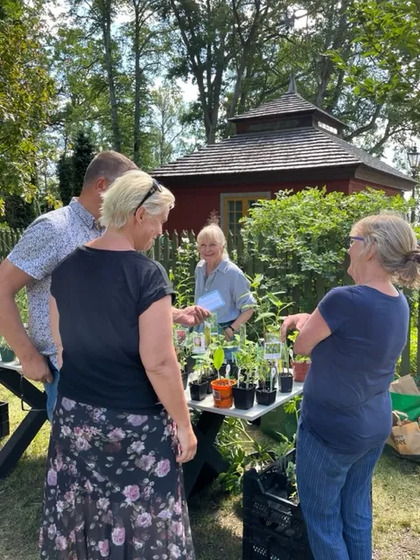 Fyra personer står vid ett bord utomhus och tittar på plantor och växter, med en röd byggnad i bakgrunden.