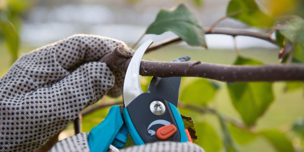 Närbild av händer med trädgårdshandskar som beskär en gren med sekatör.