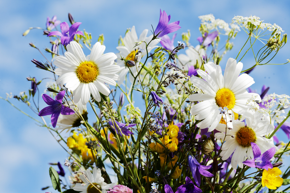 En bukett med färgglada sommarblommor, bland annat prästkragar och blå klockor, mot en blå himmel.