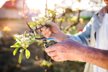 En person beskär en blommande gren med en sekatör i en trädgård i solljus.