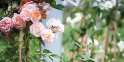 En person står bland blommande rosbuskar i en trädgårdsmiljö.
