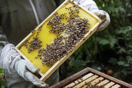 En biodlare med skyddsutrustning granskar en ram med bin från bikupan.