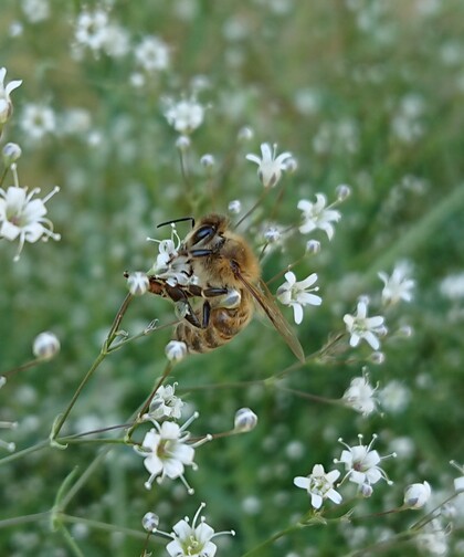 Ett bi sitter på små vita blommor i en grönskande ängsmiljö.