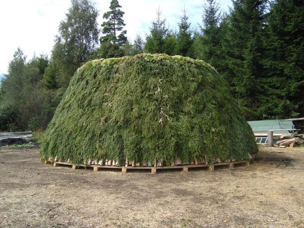 En stor, konformad hydda täckt av grangrenar står på en öppen plats omgiven av skog.