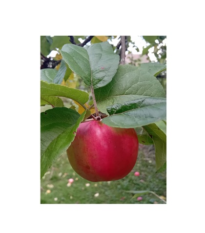 En röd äpple hänger i ett träd bland gröna blad, med gräs och fallna äpplen i bakgrunden.