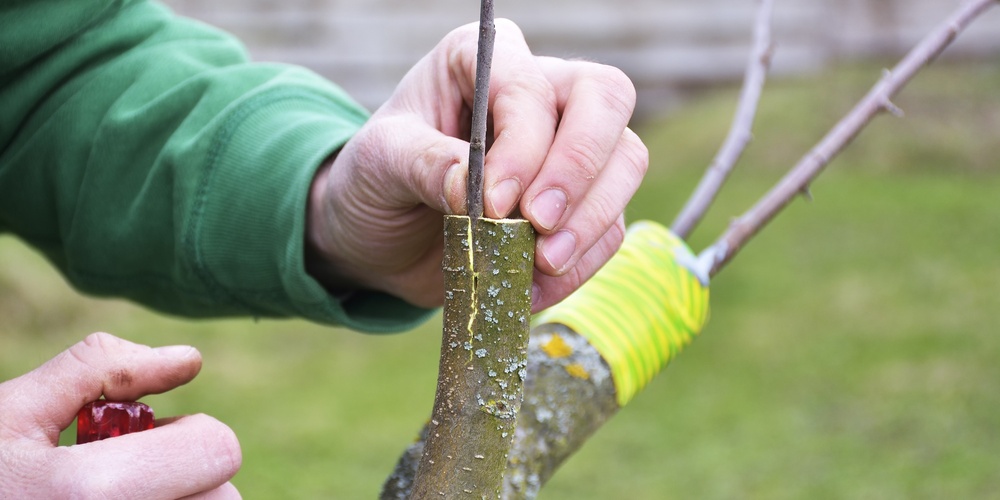 Närbild av en person som ympar ett träd med en kniv och fäster en kvist i en stam utomhus.