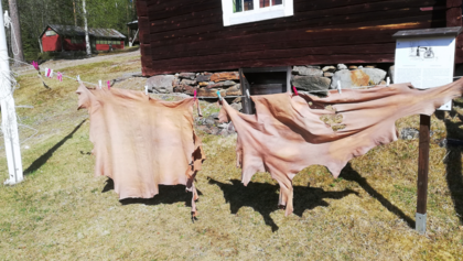 Skinnberedning på traditionellt samiskt vis - Malå