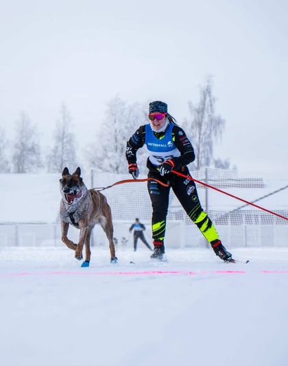 Person åker skidor med en hund i snöig vintermiljö, båda är kopplade med sele och lina.