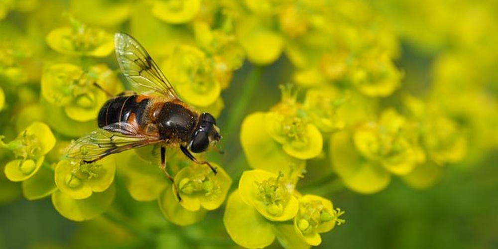 En närbild av ett bi som sitter på små gula blommor.