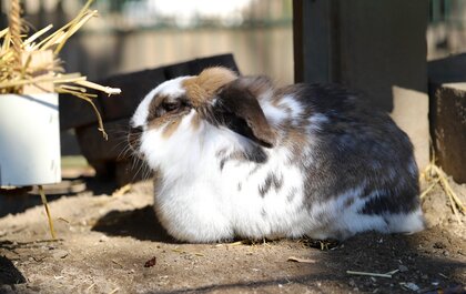 En brun och vit kanin sitter på marken i ett utomhusområde med halm och skugga.