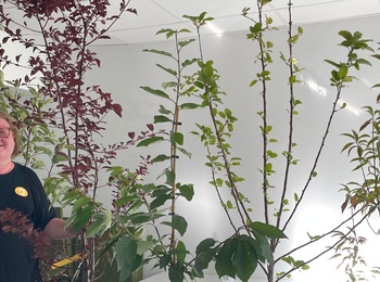 Kursledaren Pernilla Johansson står vid en rad olika fruktträd inburna i konferenslokalen. 