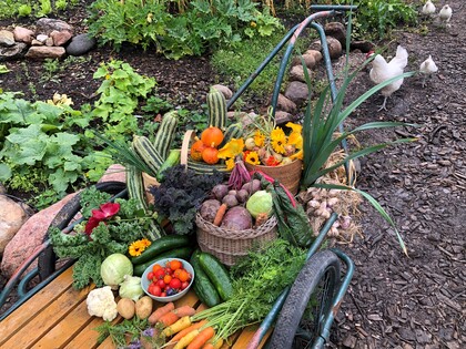 En skottkärra fylld med färska grönsaker och blommor i en trädgård, med höns i bakgrunden.