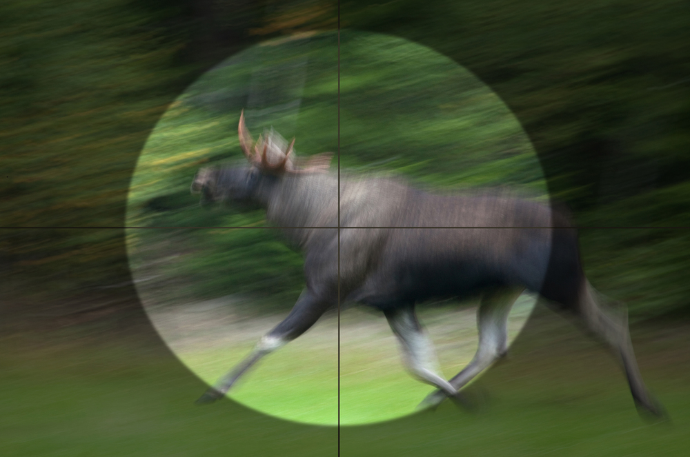 En älg springer genom skogen, sedd genom ett kikarsikte med rörelseoskärpa.