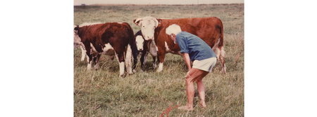 En person med vitt hår och blå skjorta står böjd på en äng nära tre bruna och vita kor.