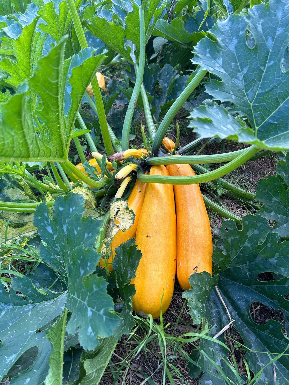 Tre stora gula zucchinis växer på en planta bland gröna blad utomhus.