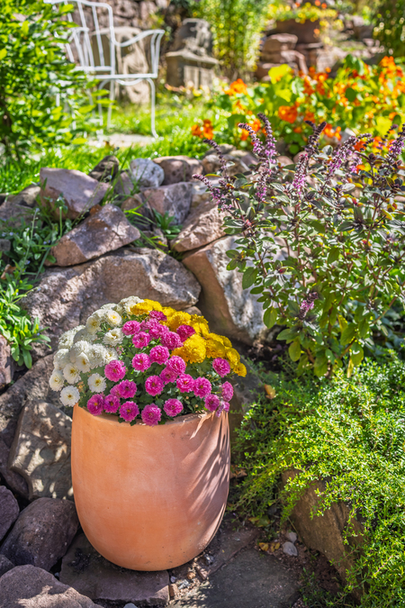 En blomkruka med vita, rosa och gula blommor står i en solig trädgård med stenar och grönska.
