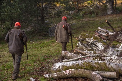 Två personer med orange mössor och gevär går i en skog nära en hög med fällda trädstammar.