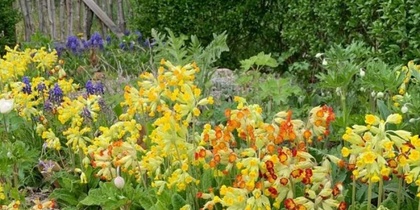 En blomstrande rabatt med gula och orange blommor framför en trägrind och gröna buskar.