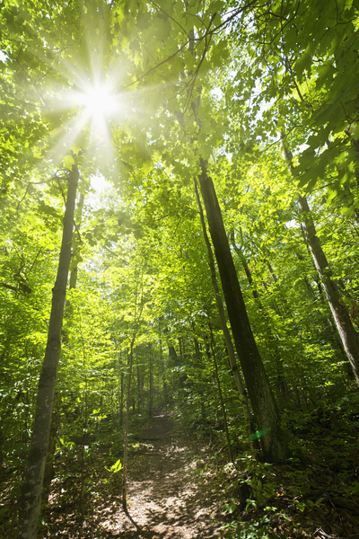 Solstrålar lyser genom täta gröna träd i en skog med en smal stig på marken.