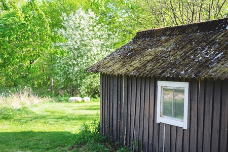 En gammal träbod med mossigt tak står i en grönskande trädgård, får syns i bakgrunden.