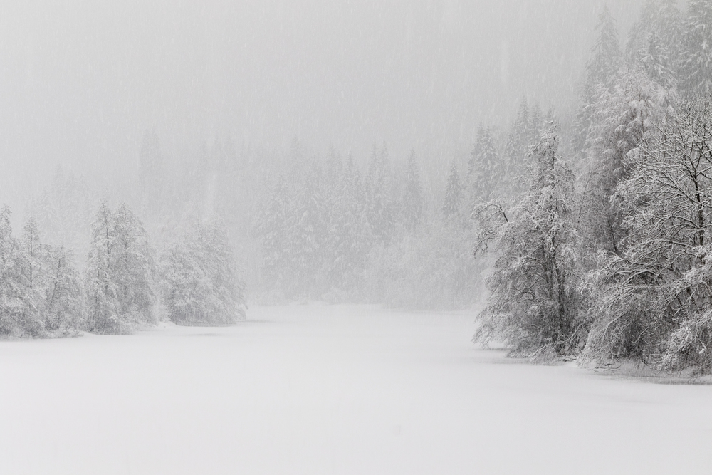 Snötäckt landskap med träd och skog i bakgrunden under kraftigt snöfall.