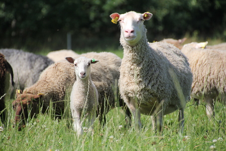 Får och lamm står i en grön äng med fler får i bakgrunden.