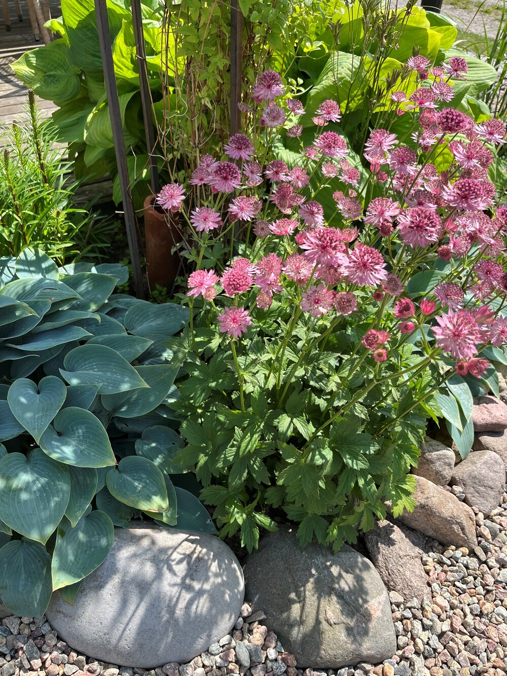 Trädgårdsrabatt med rosa blommor, gröna blad och stenar i solen.