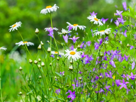 Närbild av en sommaräng med prästkragar och lila blommor mot en grön, suddig bakgrund.