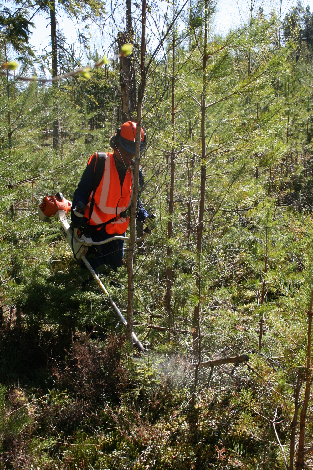 Person med orange skyddsväst och hjälm arbetar med röjsåg i ung skog.