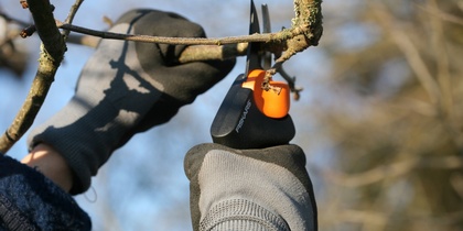 En person med handskar beskär en trädgren med en sekatör utomhus.
