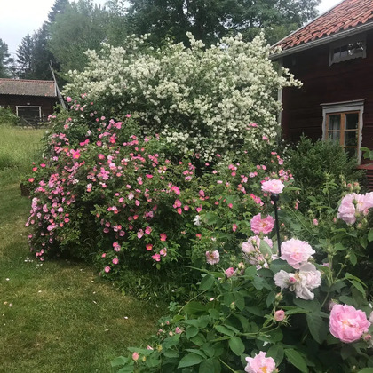 En trädgård med blommande buskar och rosor framför ett rött trähus på landet.