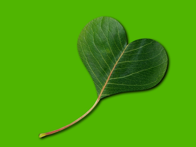 Ett grönt blad format som ett hjärta mot en enfärgad grön bakgrund.