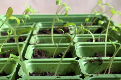 Närbild på små plantor som växer i gröna plastkrukor med jord.