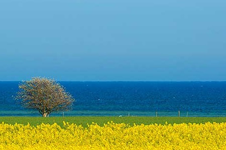 Vårkonsert - Så skimrande var aldrig havet