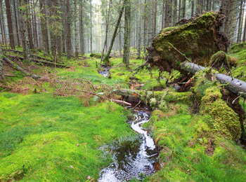 En grön, mossig skog med en liten bäck och omkullfallna träd i förgrunden.